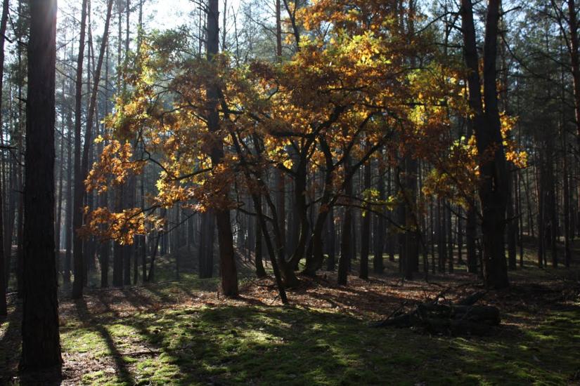 Хоцьки з panoramio.com - Хоцьки