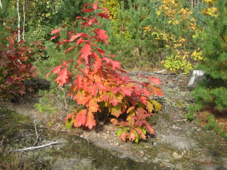 Строївка з panoramio.com - Строевка