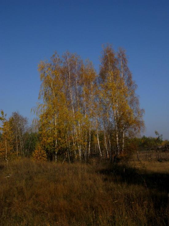 Малинівка з panoramio.com - Малиновка