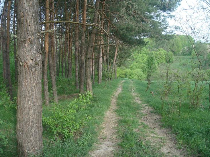Вільховець з panoramio.com - Ольховец