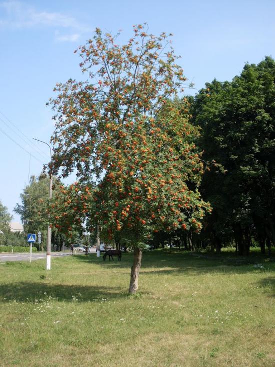 Засупоївка з panoramio.com - Засупоевка