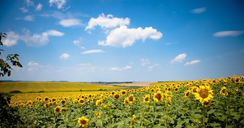 Берем'яни з panoramio.com - Beremyany