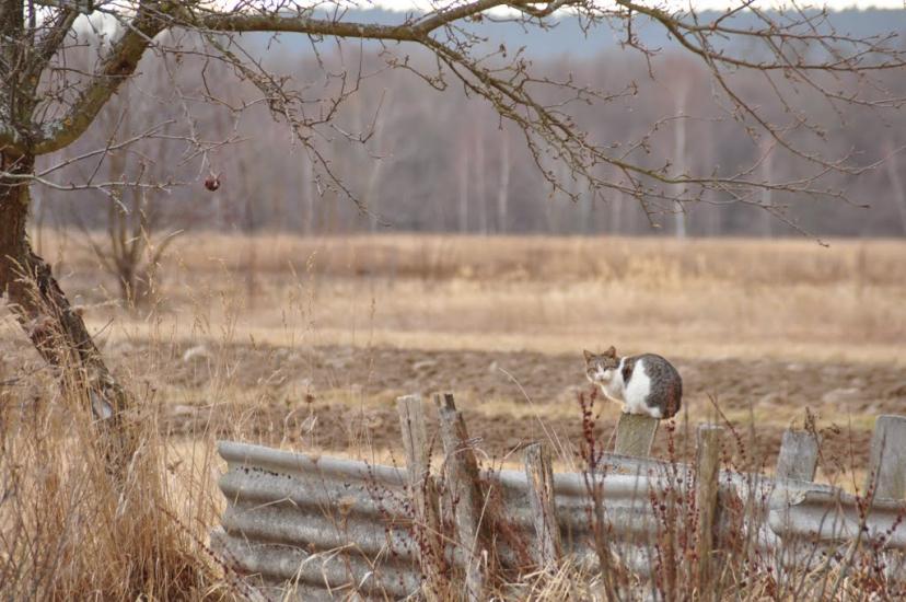 Раківчик з panoramio.com - Rakivchyk