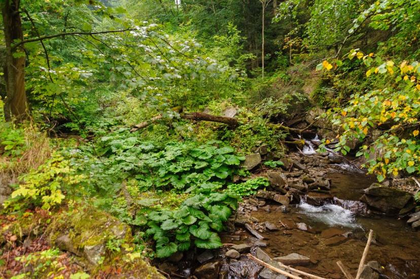 Буківцьово з panoramio.com - Буковцево
