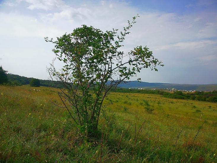 Краснолісся з panoramio.com - Краснолісся