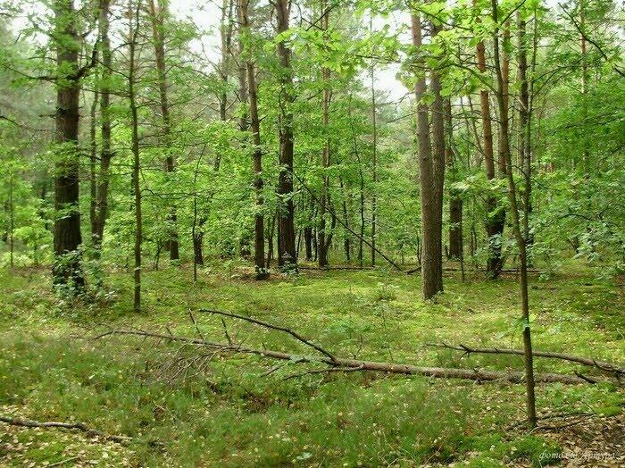 Ліски з panoramio.com - Лески