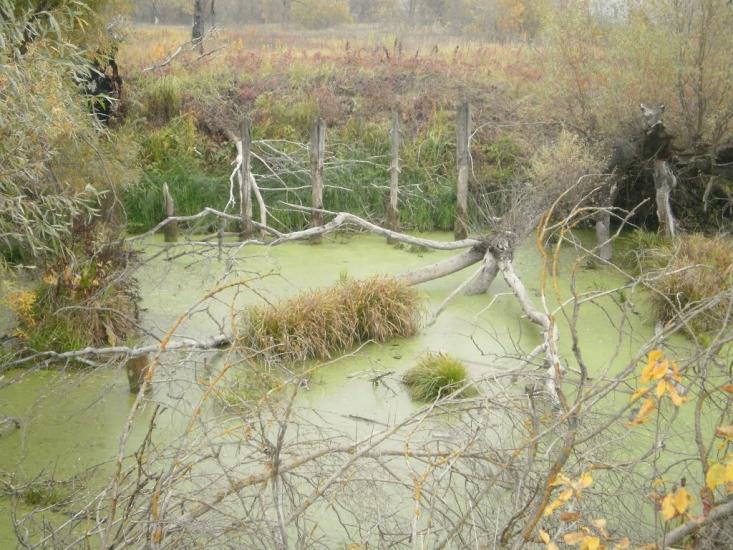 Вища Дубечня з panoramio.com - Высшая Дубечня