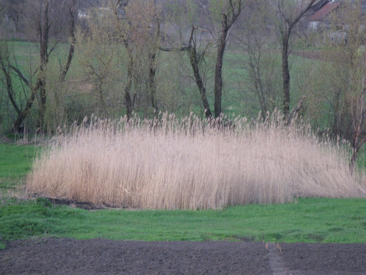 Зелене з panoramio.com - Зелене