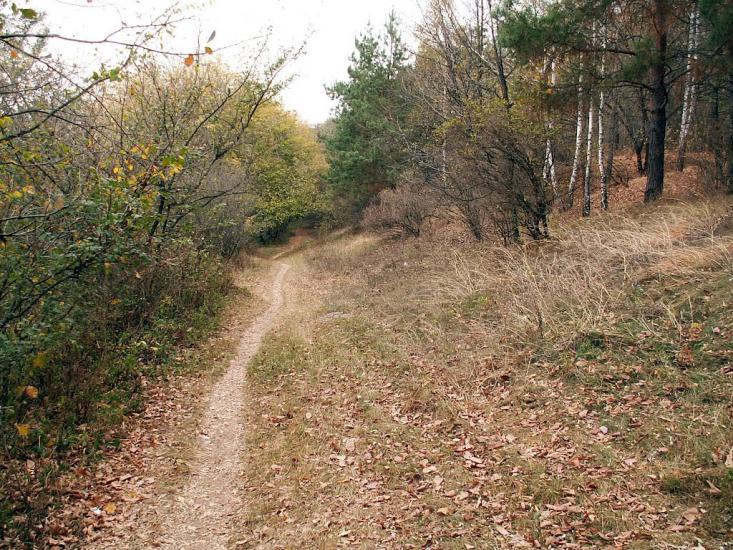 Ярове з panoramio.com - Ярове