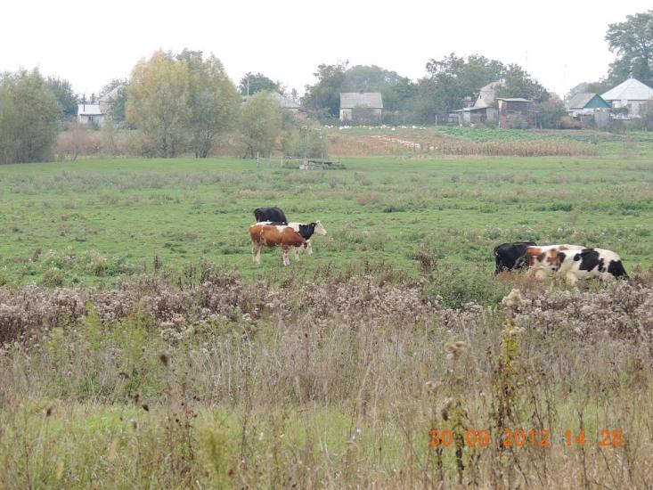 Гельмязів з panoramio.com - Гельмязів