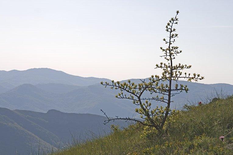 Земляничне з panoramio.com - Zemlyanychne