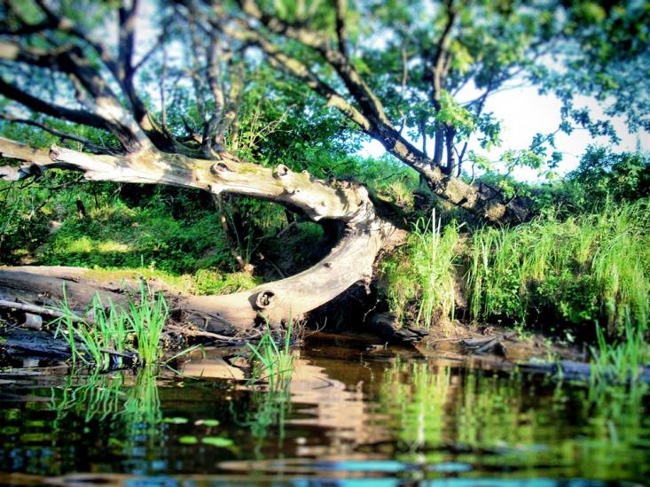 Сущани з panoramio.com - Сущани