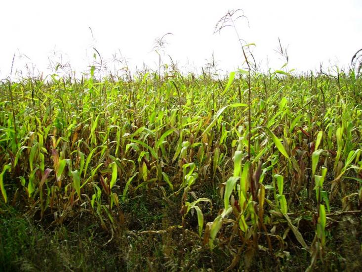 Велика Кошелівка з panoramio.com - Велика Кошелівка