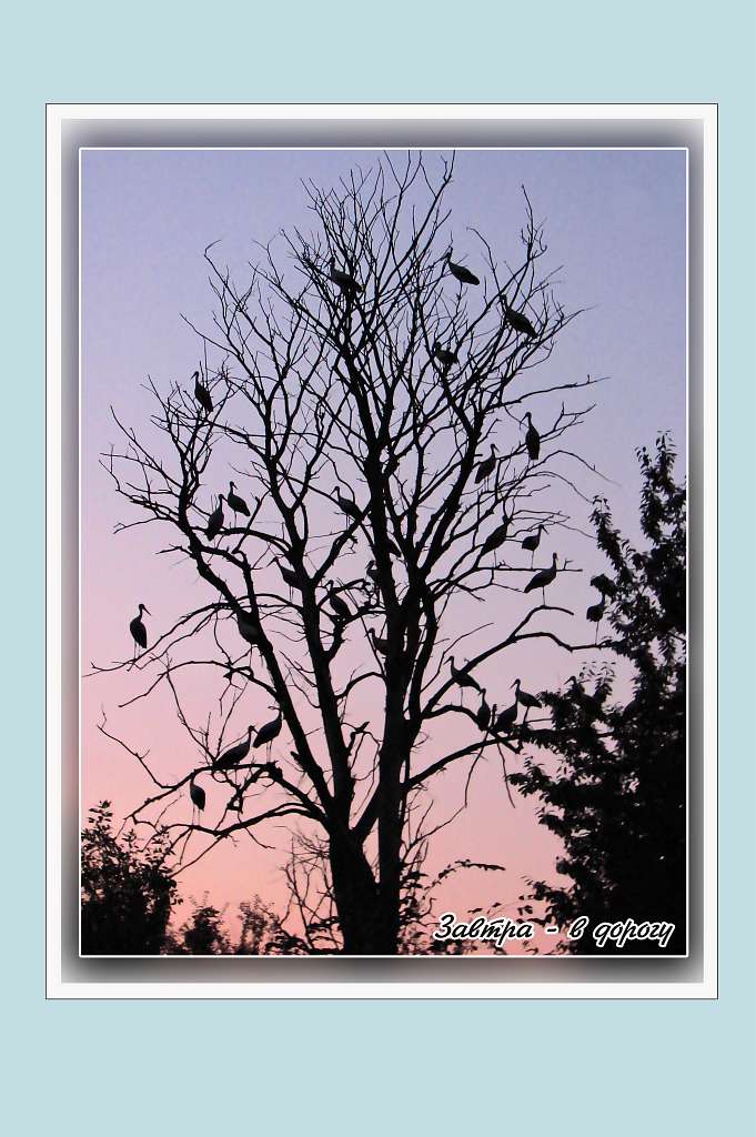 Улашківці - Улашківці