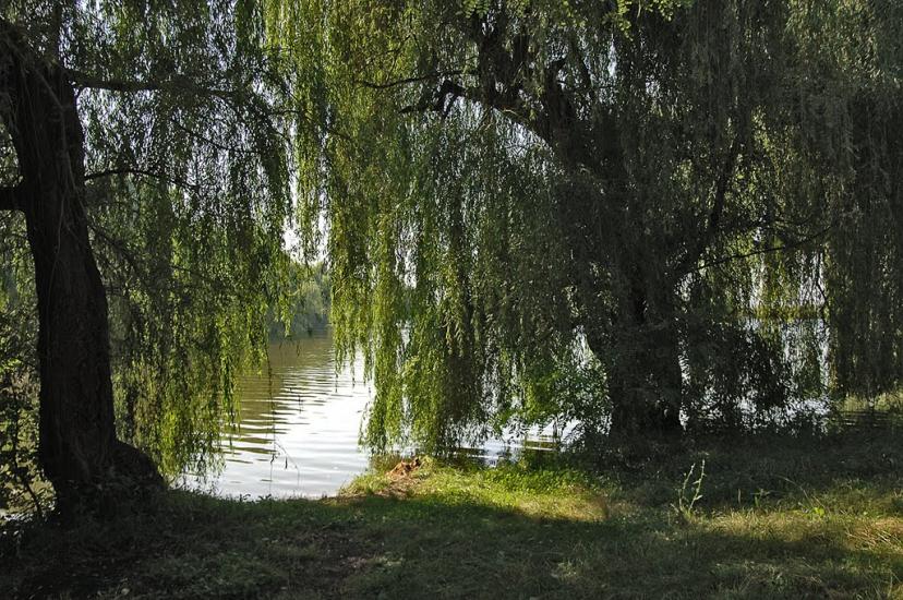 Кримське з panoramio.com - Кримське