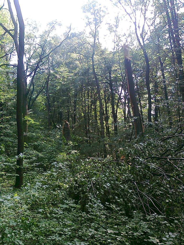 Паївка з panoramio.com - Паївка
