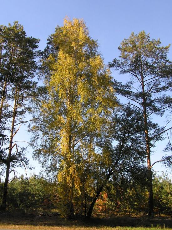 Проців з panoramio.com - Protsiv
