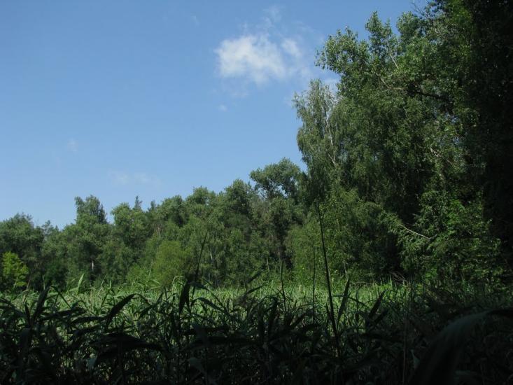 Троянівка з panoramio.com - Троянівка