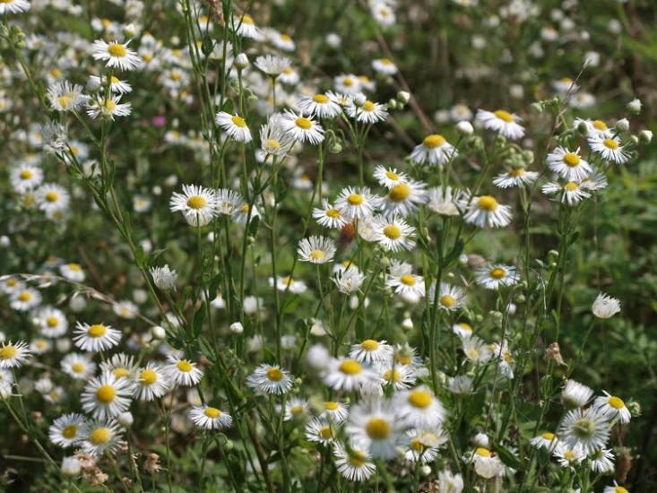 Балаклія з panoramio.com - Балаклея