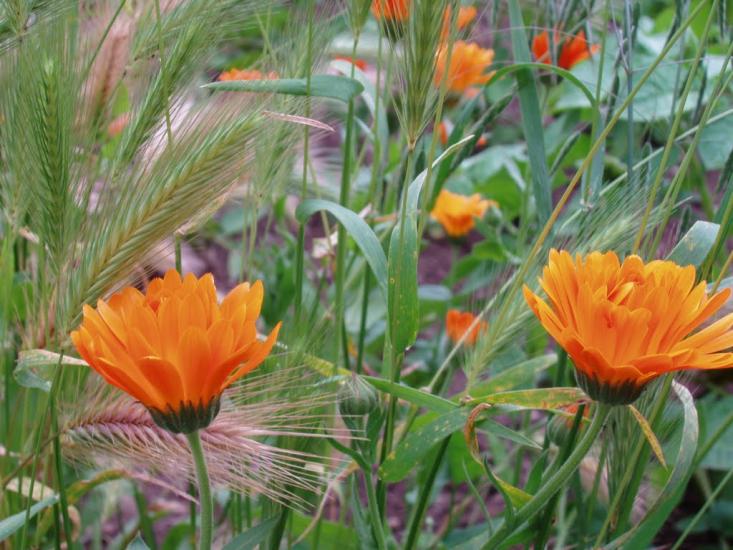 Українка з panoramio.com - Українка