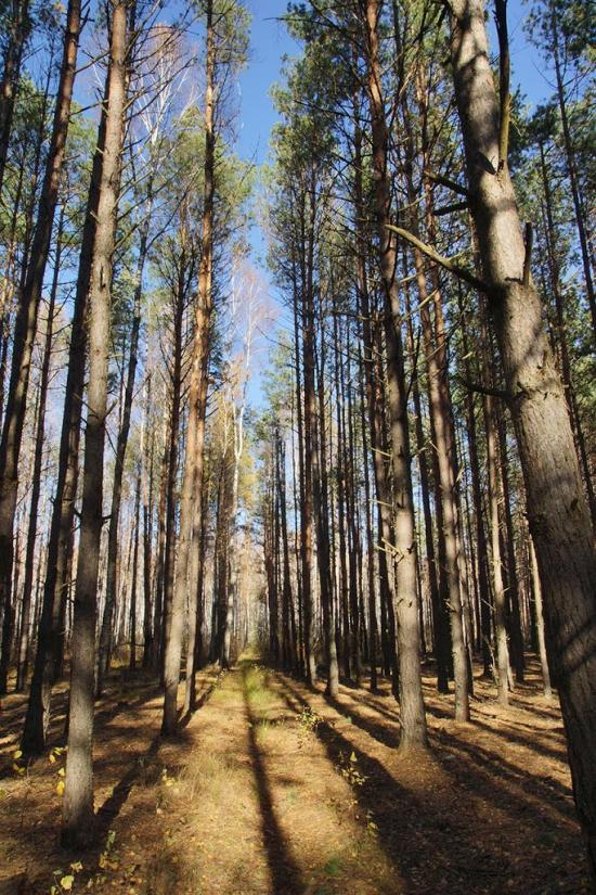 Отрохи з panoramio.com - Отрохи