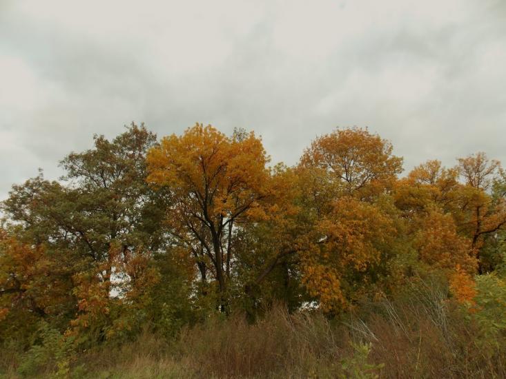 Першотравенськ з panoramio.com - Першотравенск