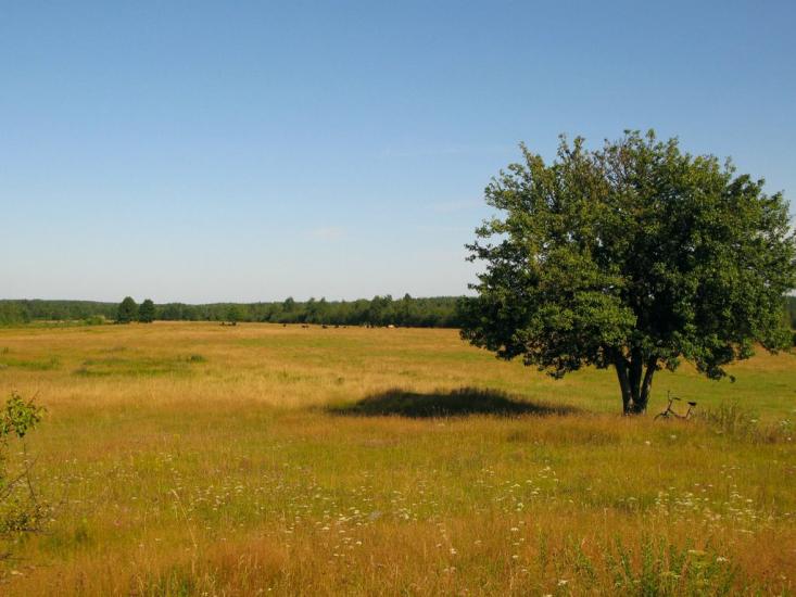 Тепениця з panoramio.com - Tepenytsya