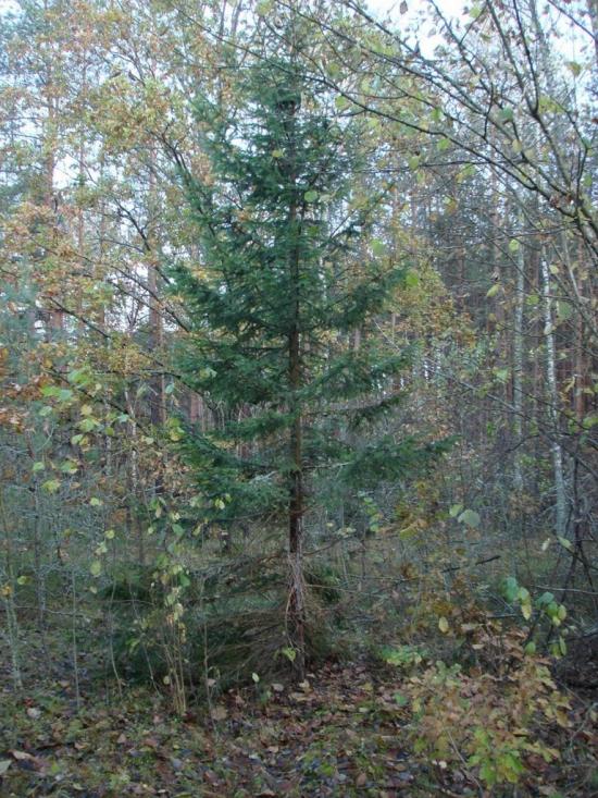 Хрипськ з panoramio.com - Хрипск
