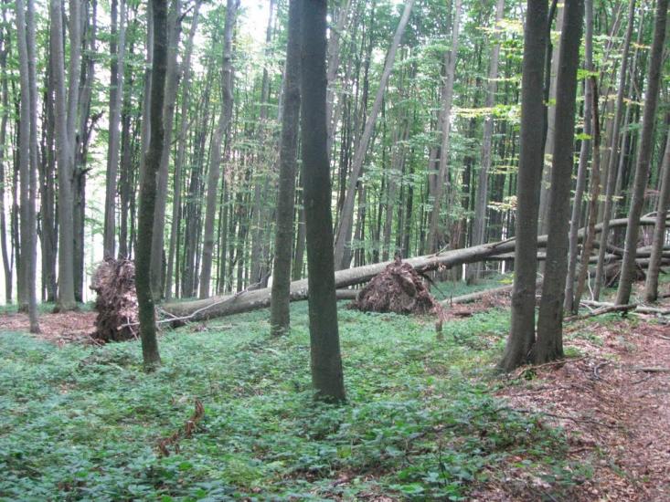 Синяк з panoramio.com - Синяк