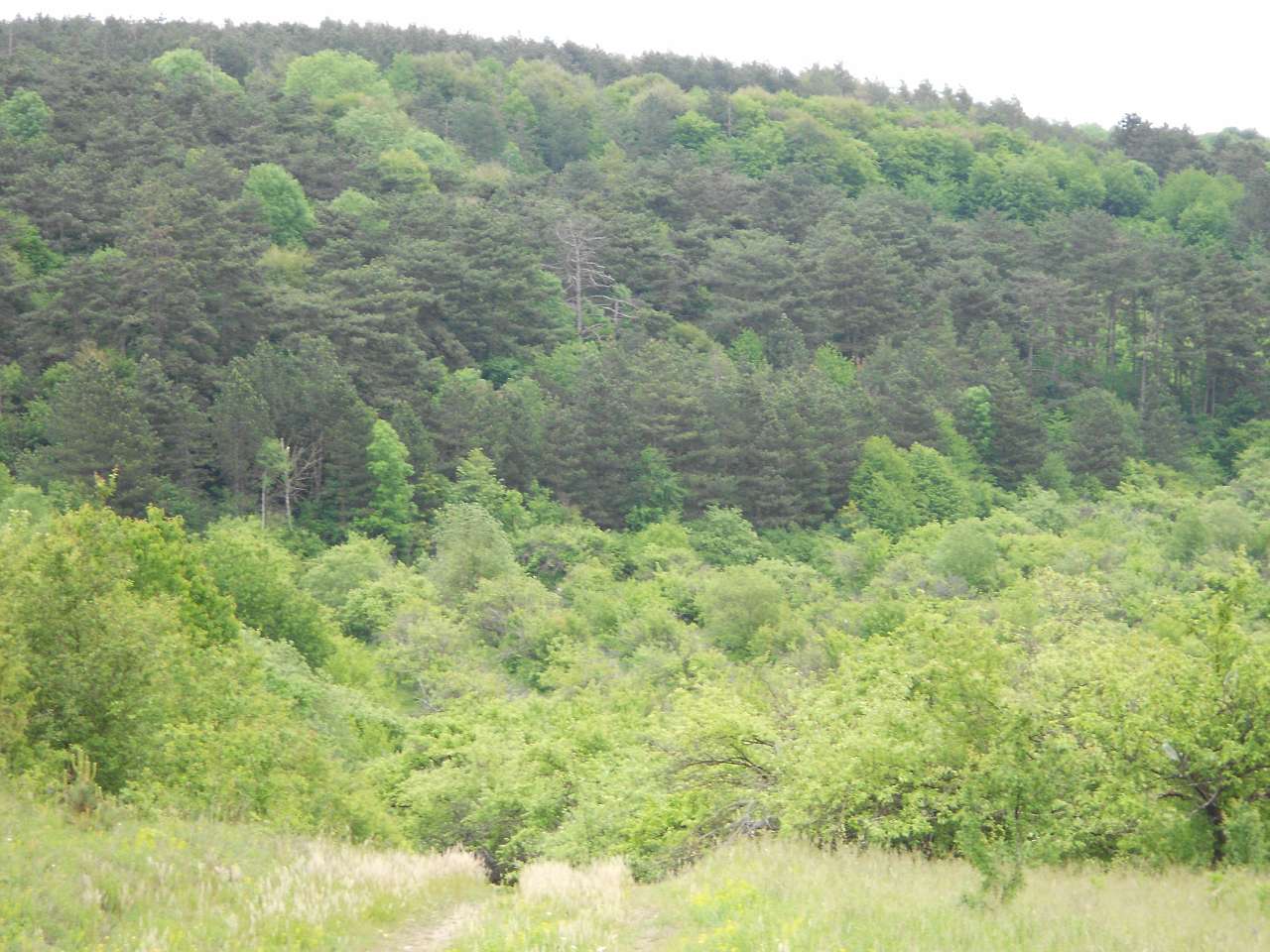 Паївка з panoramio.com - Паївка