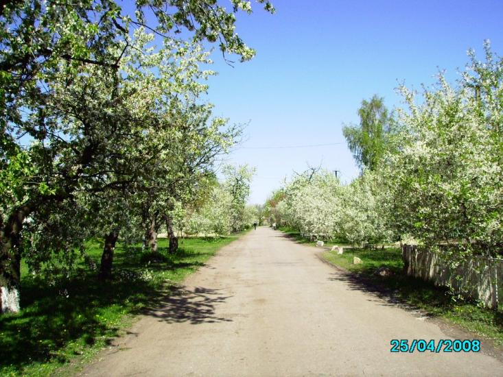 Дмитрівка з panoramio.com - Дмитрівка