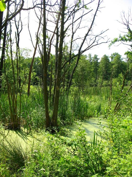 Клевань з panoramio.com - Klevan
