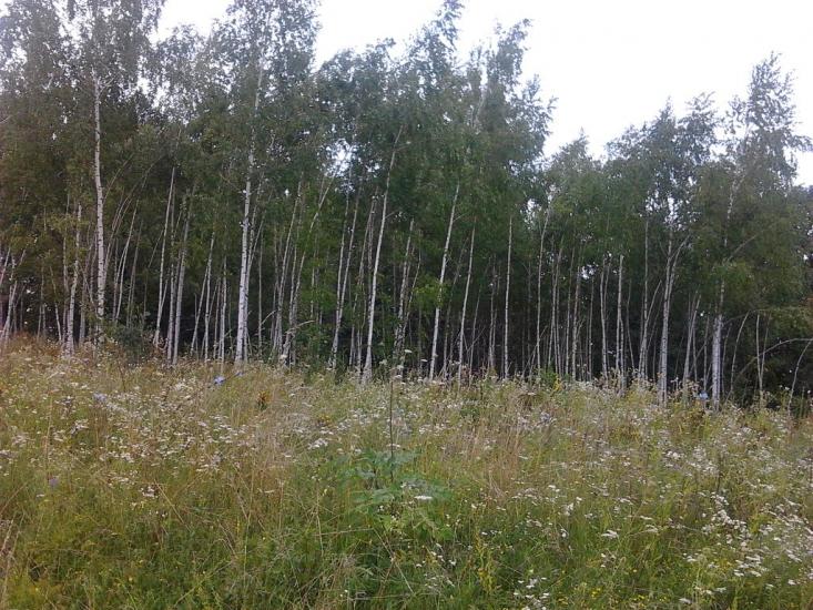 Могриця з panoramio.com - Mogrytsya