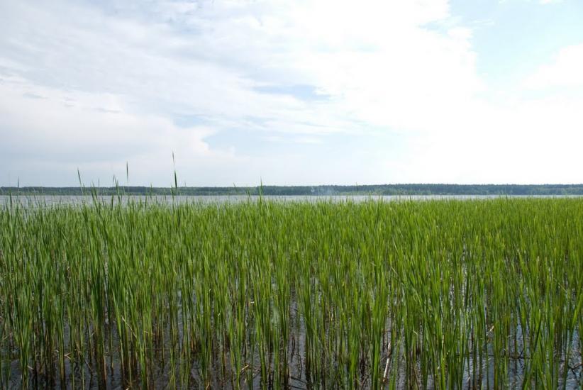 Гамарня з panoramio.com - Гамарня