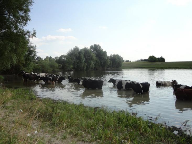 Виноградівка з panoramio.com - Виноградовка