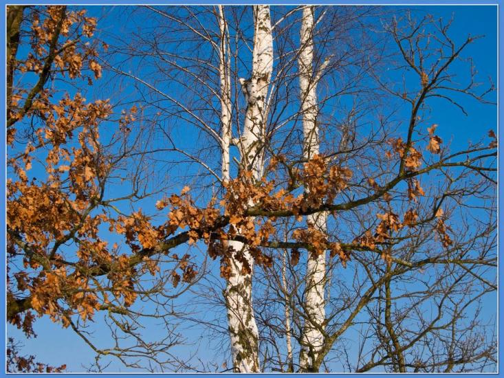 Тепениця з panoramio.com - Тепениця