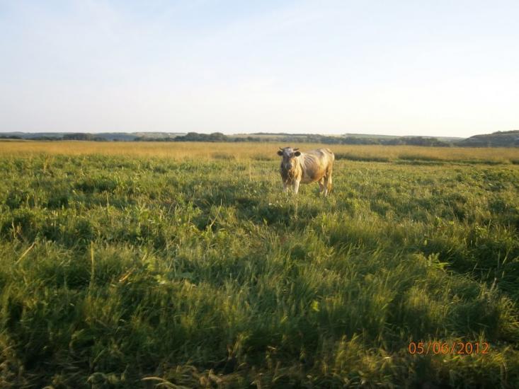 Новоайдар з panoramio.com - Новоайдар