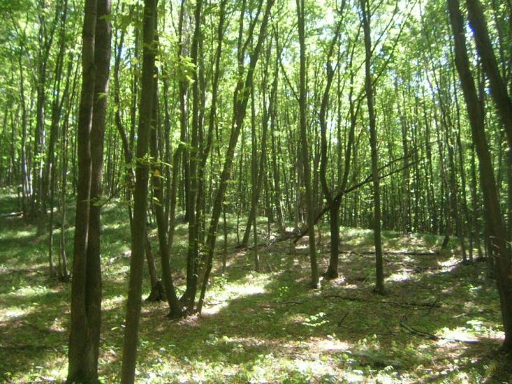 Улашівка з panoramio.com - Улашівка