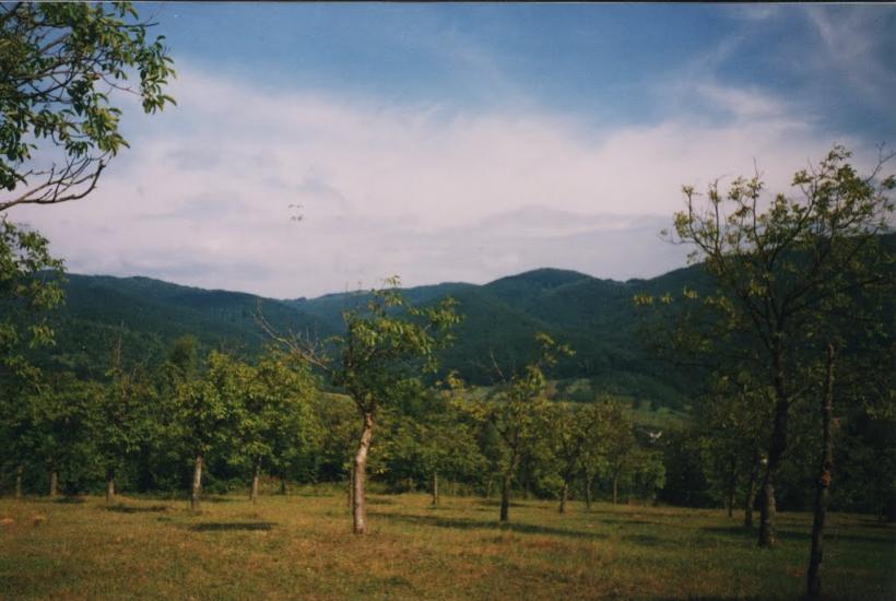 Поляна з panoramio.com - Поляна