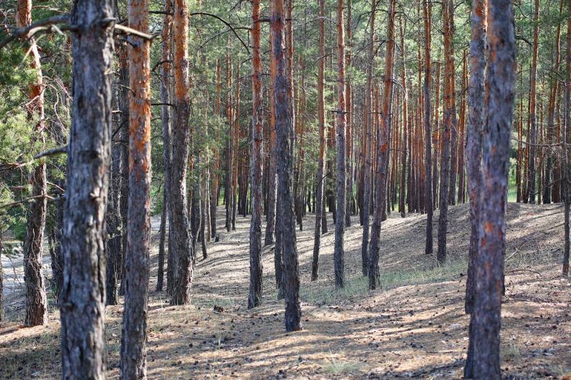 Новоселівка з panoramio.com - Новоселівка