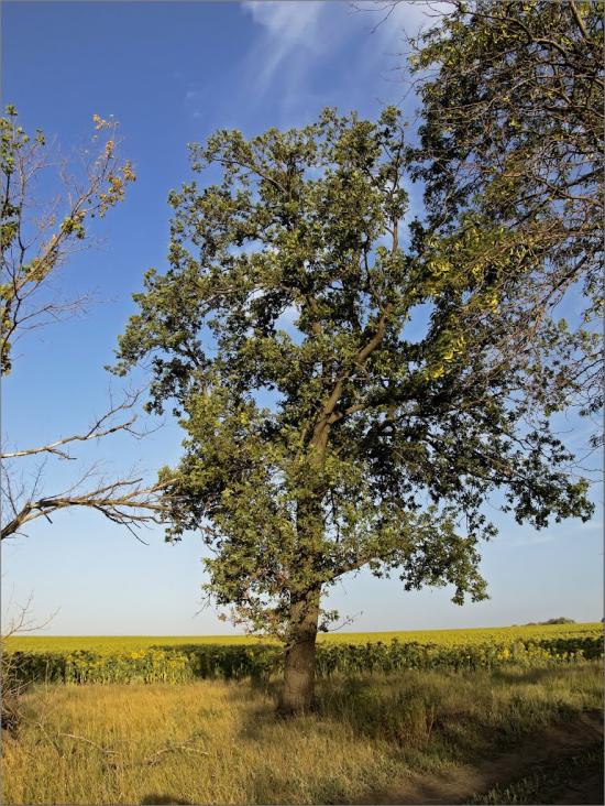 Авдотівка з panoramio.com - Авдотівка