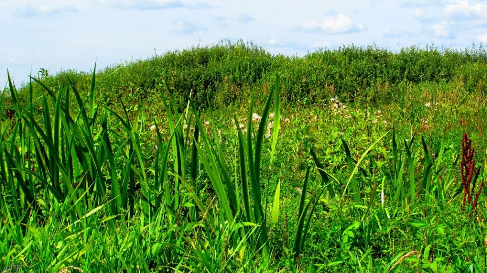 Кузнецовськ з panoramio.com - Вараш