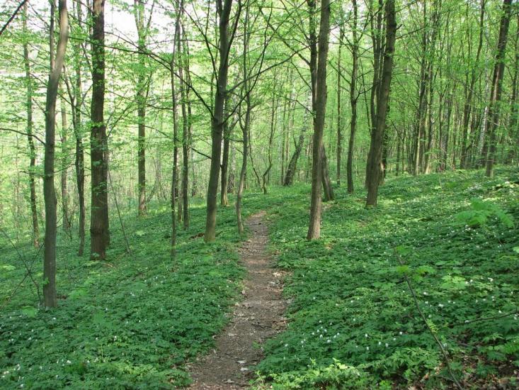 Ступно з panoramio.com - Ступно