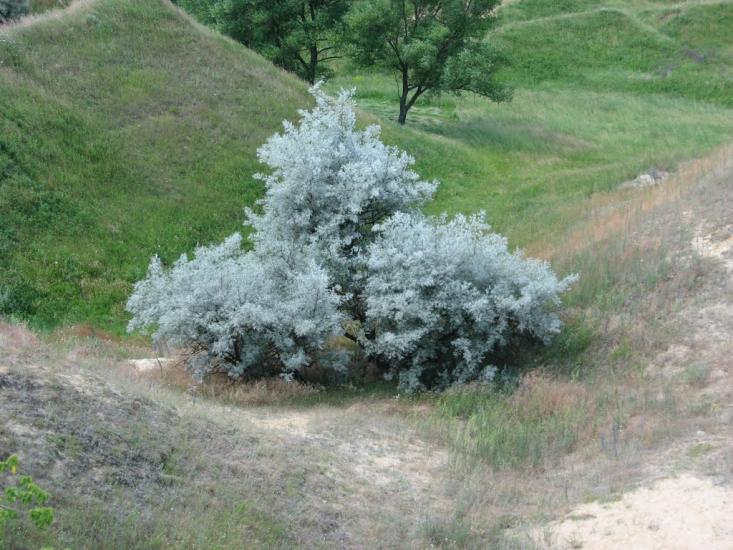 Вільшани з panoramio.com - Ольшаны
