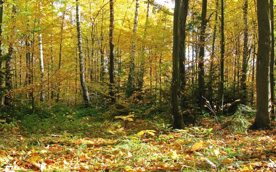 Підмихайля з panoramio.com - Подмихайло