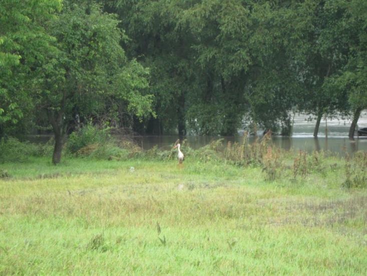 Будзин з panoramio.com - Будзин