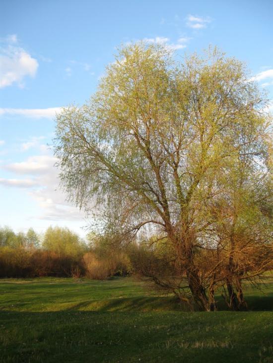 Березне з panoramio.com - Berezne
