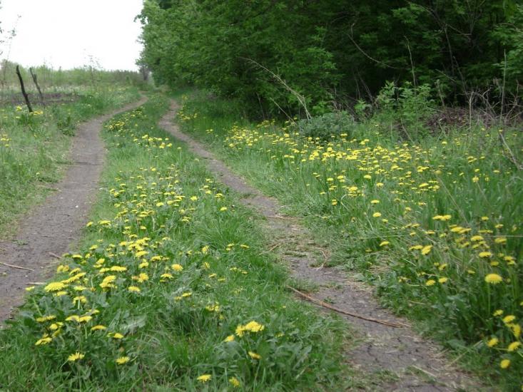 Першотравенськ з panoramio.com - Першотравенск