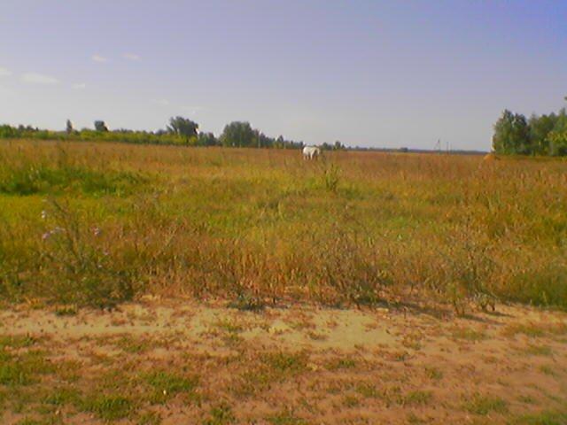 Велика Кошелівка з panoramio.com - Великая Кошелевка