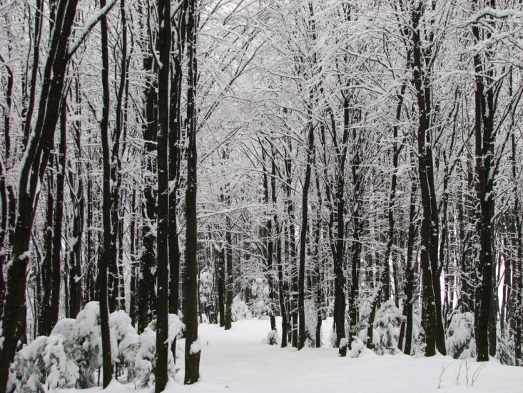 Підмихайля з panoramio.com - Подмихайло